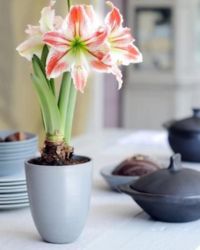 amaryllis