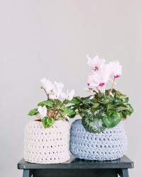 cyclamen