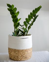 Jade