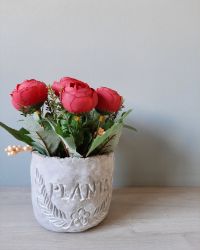 Rose Plant